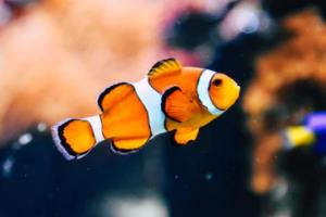 精准预测足球比赛结果,波胆玩法全解析足球波胆结果查询